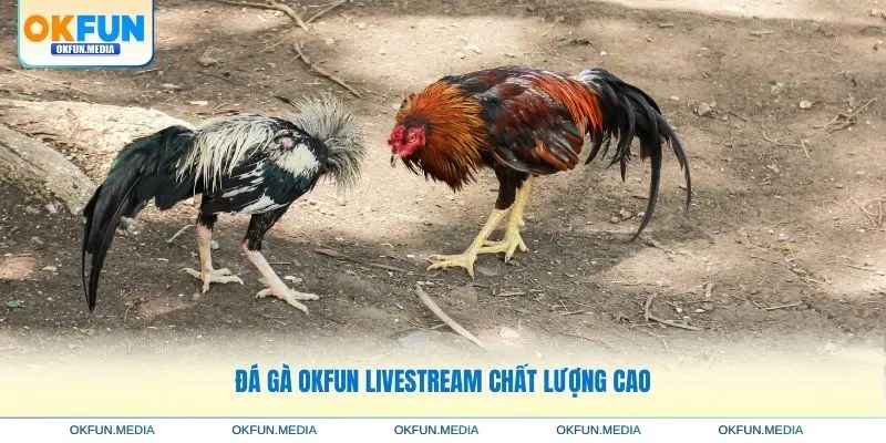 da-ga-okfun-live-chat-luong-cao
