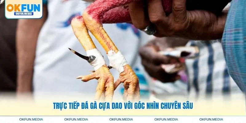 truc-tiep-da-ga-cua-dao-goc-nhin-chuyen-sau