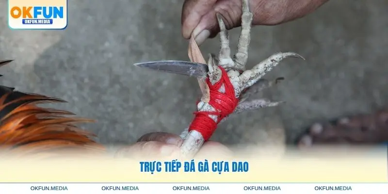 truc-tiep-da-ga-cua-dao
